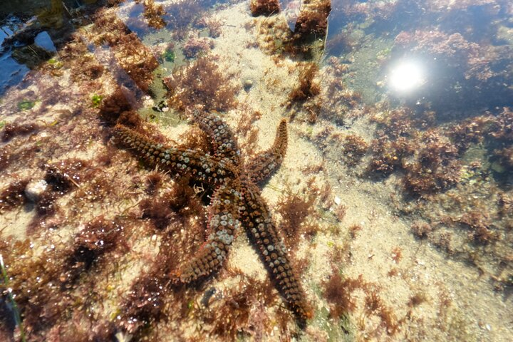 Observing a sea star!
